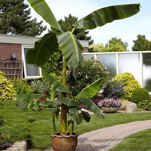 Bananowiec Musa basjoo interface.image 1 interface.art 76634