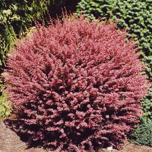 Berberys Thunberga Red Carpet interface.image 1 interface.art 9004