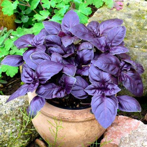 Bazylia Czerwona interface.image 1 interface.art 8910