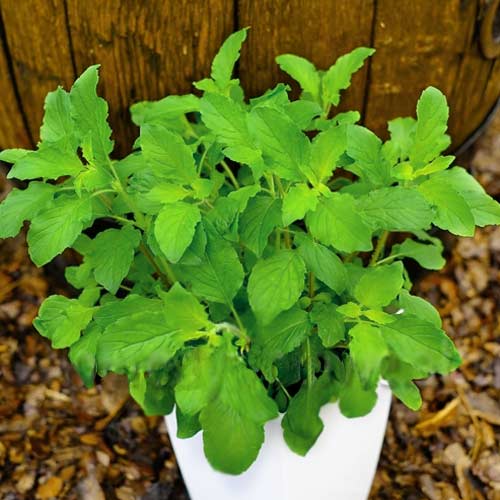 Bazylia święta interface.image 1 interface.art 66966