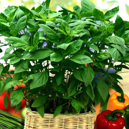 Bazylia Zielona interface.image 1 interface.art 8909