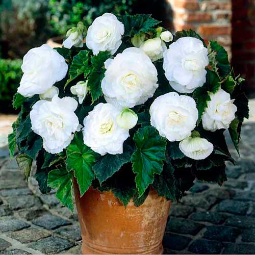 Begonia bulwiasta drobnokwiatowa o pędach zwisających Pendula F1, biała interface.image 1 interface.art 66773