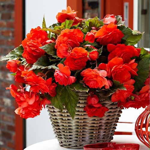Begonia bulwiasta drobnokwiatowa o pędach zwisających Pendula F1, czerwona interface.art zdjęcie 1 Begonia bulwiasta drobnokwiatowa o pędach zwisających Pendula F1, czerwona interface.image 1 interface.art 66774