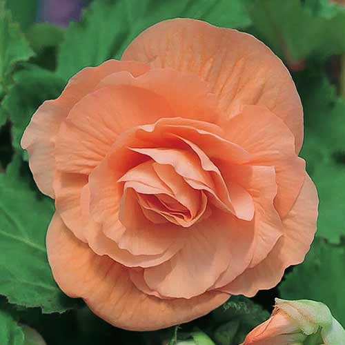 Begonia bulwiasta drobnokwiatowa o pędach zwisających Pendula F1 łososiowa interface.art zdjęcie 1 Begonia bulwiasta drobnokwiatowa o pędach zwisających Pendula F1 łososiowa interface.image 1 interface.art 86775
