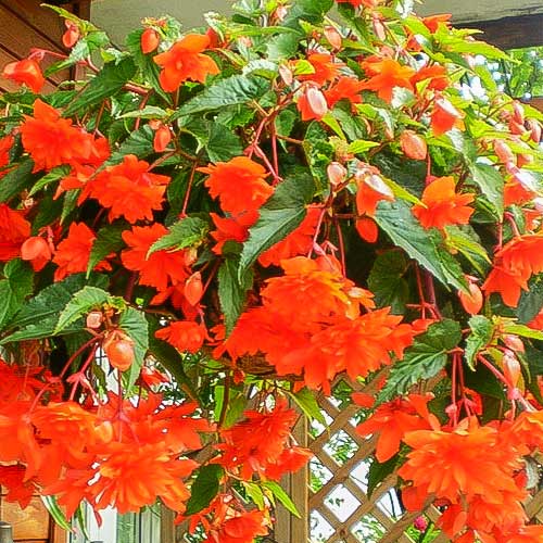Begonia bulwiasta drobnokwiatowa o pędach zwisających Pendula F1 pomarańczowa interface.image 1 interface.art 86776