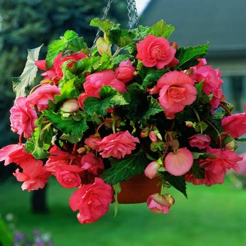 Begonia bulwiasta drobnokwiatowa o pędach zwisających Pendula F1, różowa interface.image 1 interface.art 66775