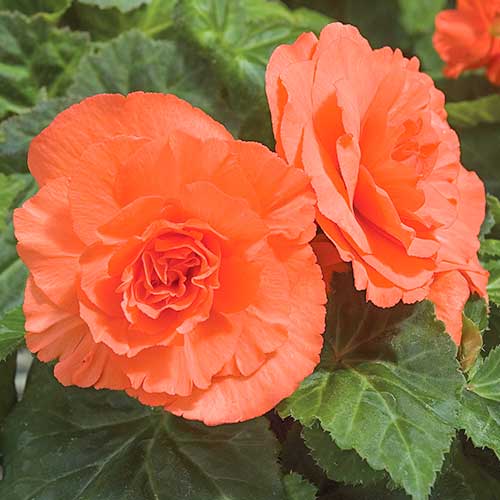 Begonia bulwiasta wielkokwiatowa Smolicka łososiowa interface.image 1 interface.art 86766