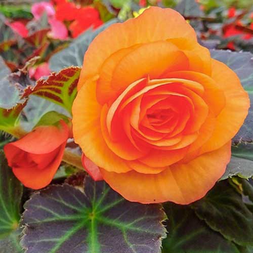 Begonia bulwiasta wielkokwiatowa Smolicka pomarańczowa interface.image 1 interface.art 86767