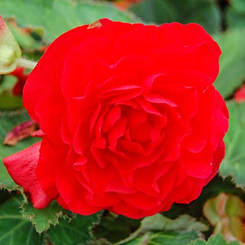 Begonia bulwiasta wielkokwiatowa Smolicka szkarłatna interface.image 1 interface.art 86770