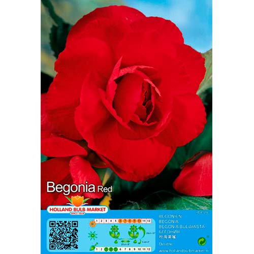 Begonia Double Red interface.art zdjęcie 1 Begonia Double Red interface.image 1 interface.art 70461