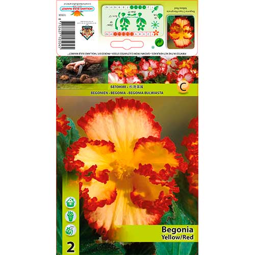 Begonia (Crispa Marginata) Yellow/Red interface.image 1 interface.art 76184