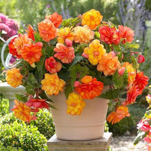 Begonia Golden Balcony interface.image 1 interface.art 68219