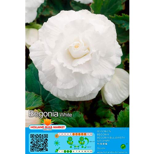 Begonia Double White interface.image 1 interface.art 76384