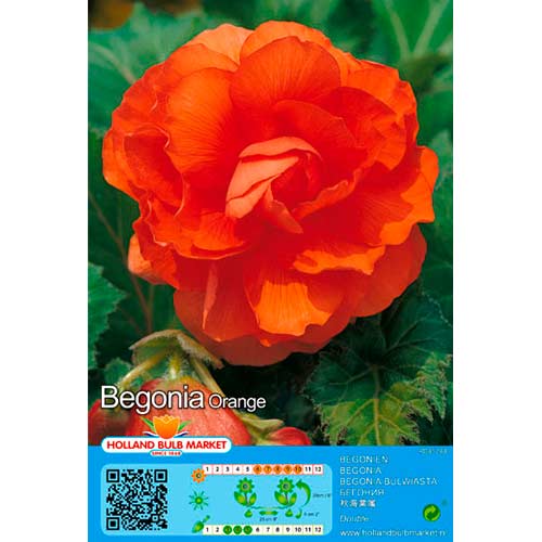 Begonia Double Orange interface.image 1 interface.art 76381