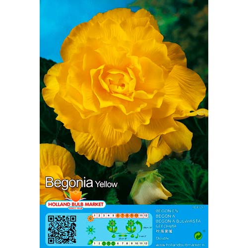 Begonia Double Yellow interface.image 1 interface.art 76385