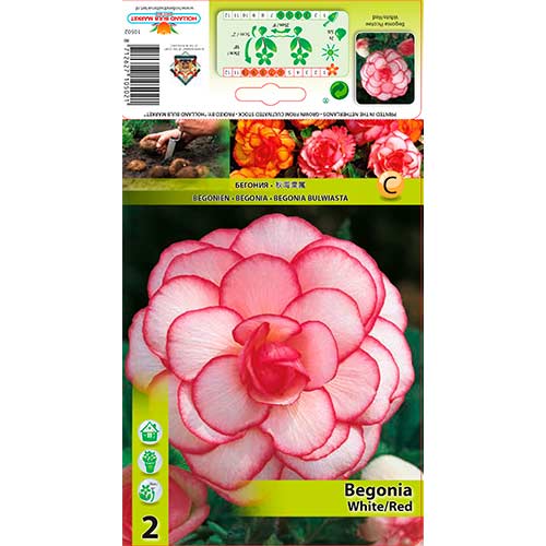 Begonia Picotee biało-czerwona interface.image 1 interface.art 70356