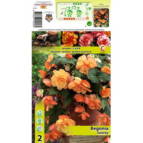 Begonia Picotee Cascade Sunray interface.image 1 interface.art 70355