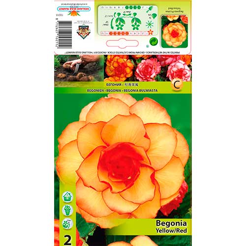 Begonia Picotee żółto-czerwona interface.art zdjęcie 1 Begonia Picotee żółto-czerwona interface.image 1 interface.art 70357