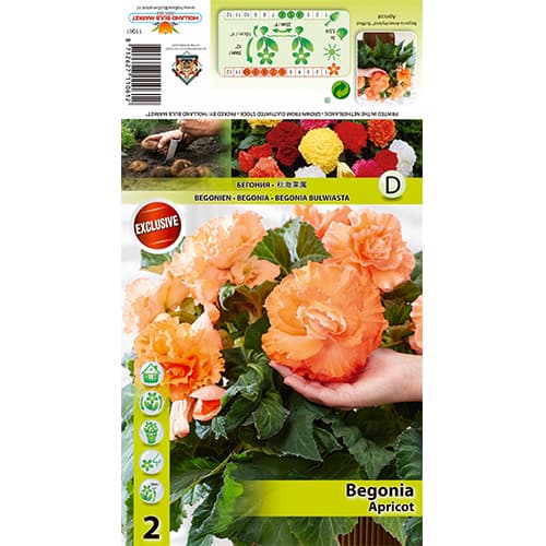 Begonia Ruffled Apricot interface.image 1 interface.art 70358