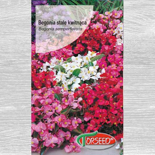 Begonia stale kwitnąca biała interface.art zdjęcie 1 Begonia stale kwitnąca biała interface.image 1 interface.art 77517