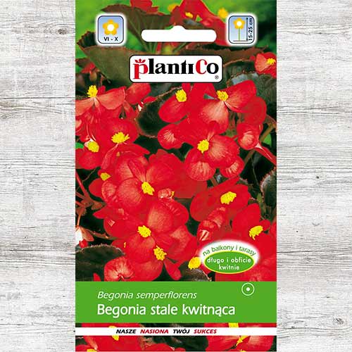 Begonia stale kwitnąca, intensywnie czerwona interface.image 1 interface.art 87038