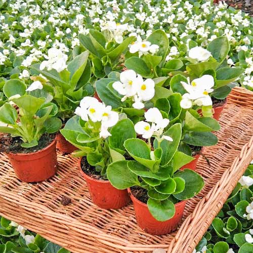 Begonia stale kwitnąca niska Kolia F1 biała Legutko interface.image 1 interface.art 86790