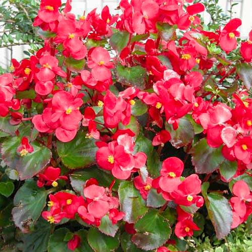 Begonia stale kwitnąca niska Kolia F1 cynobrowa Legutko interface.image 1 interface.art 86793