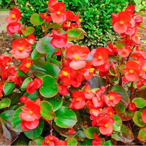 Begonia stale kwitnąca niska Kolia F1 czerwona Legutko interface.image 1 interface.art 86792