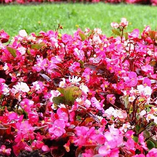 Begonia stale kwitnąca niska Kolia F1 mieszanka interface.image 1 interface.art 86794