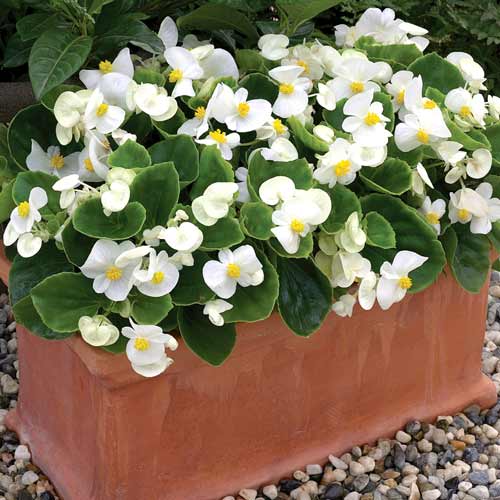 Begonia stale kwitnąca niska Prima F1 biała Legutko interface.image 1 interface.art 86779