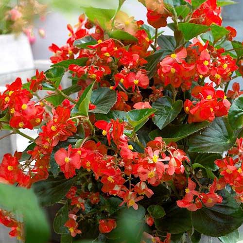 Begonia stale kwitnąca niska Prima F1 cynobrowa Legutko interface.image 1 interface.art 86783