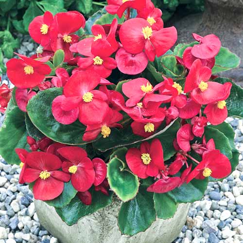 Begonia stale kwitnąca niska Prima F1 czerwona Legutko interface.image 1 interface.art 86782