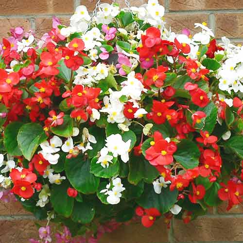 Begonia stale kwitnąca niska Prima F1, mieszanka interface.art zdjęcie 1 Begonia stale kwitnąca niska Prima F1, mieszanka interface.image 1 interface.art 69566