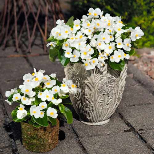 Begonia stale kwitnąca niska Vera F1 biała Legutko interface.image 1 interface.art 86785