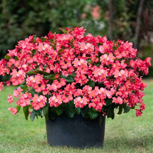 Begonia stale kwitnąca niska Vera F1 czerwona Legutko interface.image 1 interface.art 86788