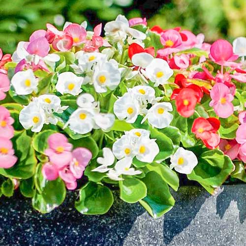 Begonia stale kwitnąca niska Vera F1 dwubarwna Legutko interface.image 1 interface.art 86786