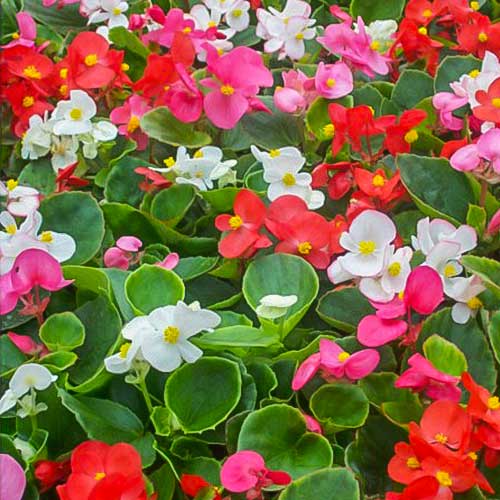 Begonia stale kwitnąca niska Vera F1, mieszanka interface.image 1 interface.art 86789