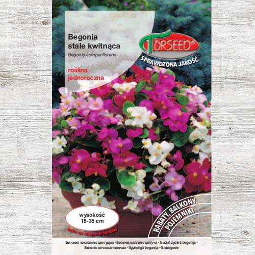 Begonia stale kwitnąca, purpurowo-czerwona interface.image 1 interface.art 87040