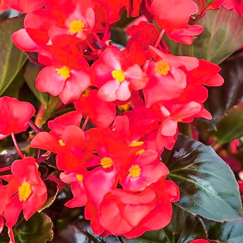 Begonia stale kwitnąca średnio wysoka Gloria F1 cynobrowa interface.image 1 interface.art 86799