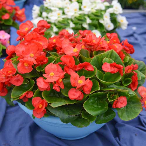 Begonia stale kwitnąca średnio wysoka Gloria F1 czerwona Legutko interface.image 1 interface.art 86798