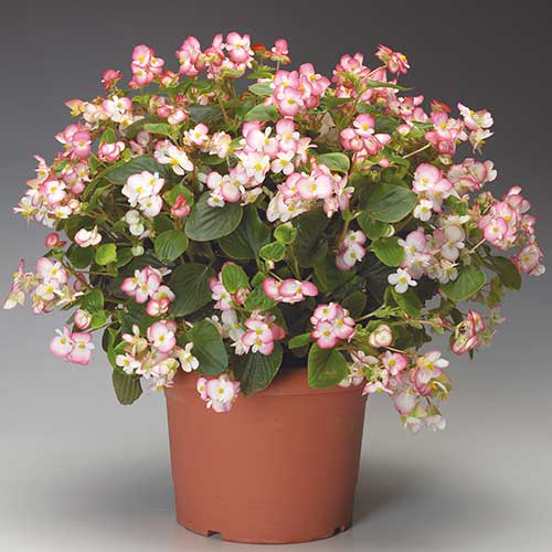 Begonia stale kwitnąca średnio wysoka Gloria F1 dwubarwna interface.image 1 interface.art 86796