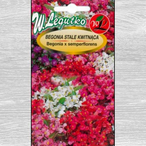Begonia stale kwitnąca średnio wysoka Gloria F1, mieszanka Legutko interface.image 1 interface.art 86801