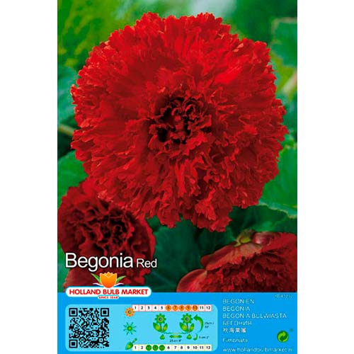 Begonia Fimbriata Red interface.art zdjęcie 1 Begonia Fimbriata Red interface.image 1 interface.art 76389