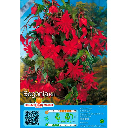 Begonia Pendula Red interface.image 1 interface.art 76392