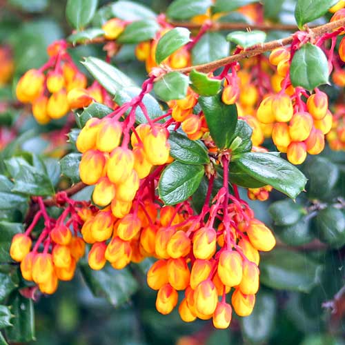 Berberys Darwina Compacta interface.image 1 interface.art 9502