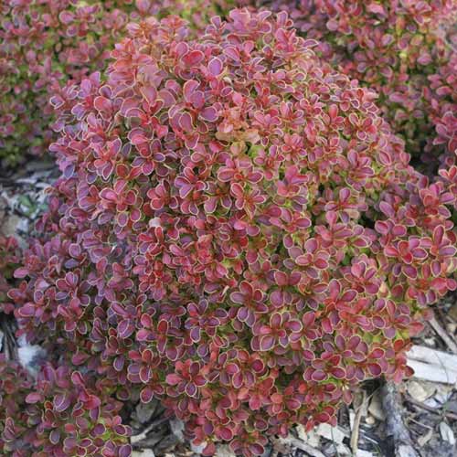 Berberys Thunberga Admiration PBR, С2 interface.image 1 interface.art 8505