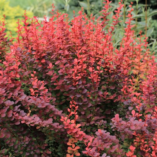 Berberys Thunberga Atropurpurea interface.image 1 interface.art 5645