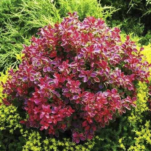 Berberys Thunberga Coral PBR, С2 interface.image 1 interface.art 8506