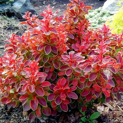 Berberys Thunberga Coronita interface.image 1 interface.art 4405