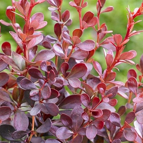 Berberys Thunberga Dart's Red Lady, P9 interface.image 1 interface.art 9001